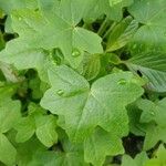 Bowlesia incana Yaprak