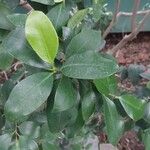 Ficus americana Leaf