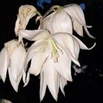 Yucca filamentosa 花