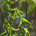 Salix × pendulina Feuille