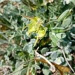 Calendula suffruticosa Fruit