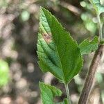 Cantinoa mutabilis Leaf