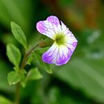 Malcolmia maritima പുഷ്പം