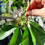 Mansoa alliacea Leaf