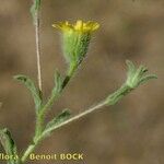 Pulicaria sicula Otro