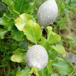 Gardenia ternifolia Fruit