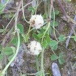 Trifolium tomentosum Fruto