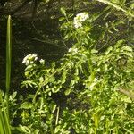 Nasturtium microphyllum Blad