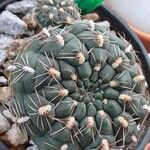 Gymnocalycium pflanzii Hoja