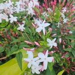 Jasminum polyanthum Flower