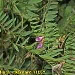 Vicia cassubica Arall