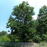 Anacardium excelsum Yeri