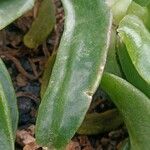 Glottiphyllum depressum Ліст