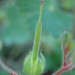 Geranium rotundifolium Fruit