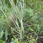 Ranunculus illyricus Leaf