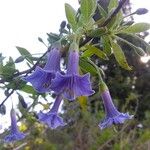 Iochroma australe Flower