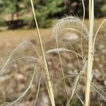 Stipa pennata Fruit