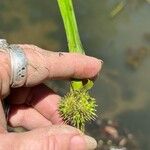 Sparganium americanum Fruit