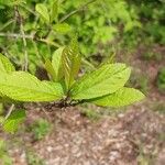 Callicarpa dichotoma Yaprak