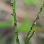 Digitaria fuscescens Blüte