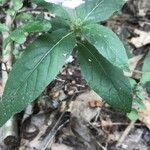 Ruellia humilis Лист