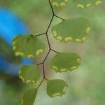 Adiantum poiretii Fuelha