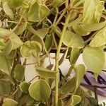 Peperomia scandens Liść