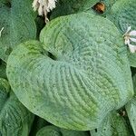 Hosta sieboldianaDeilen