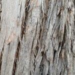 Eucalyptus globulus Bark