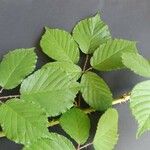 Rubus radula Φύλλο