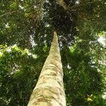 Garcinia kola Bark