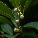 Ficus microcarpa Fruit