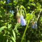 Mertensia paniculata Flor