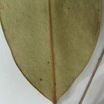 Eugenia wentii Other