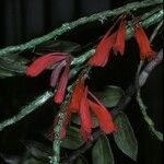 Dendrobium lawesii Kukka