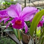 Cattleya lueddemanniana Blodyn