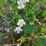 Barleria robertsoniae Leaf