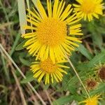 Inula salicina Fula