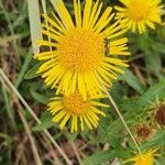 Inula salicina Квітка