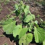 Abutilon pannosum ഇല