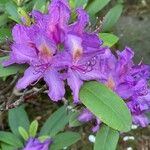 Rhododendron ponticumKukka