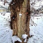 Ulmus laevis പുറംതൊലി
