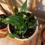 Spathiphyllum floribundumBlad