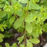 Euphorbia peplus Leaf