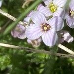 Petrocallis pyrenaica Flower