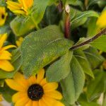 Rudbeckia triloba Leaf