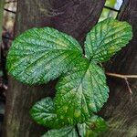 Rubus pruinosus পাতা