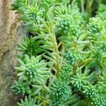 Sedum hispanicum Blatt