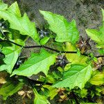 Nicandra physalodes Blatt