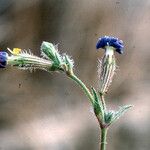 Silene arenarioides Floare